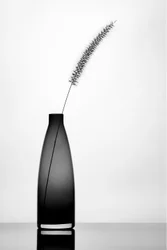 Elegant Single Stem