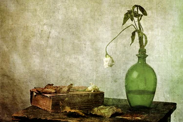 Withered Rose and Old Book