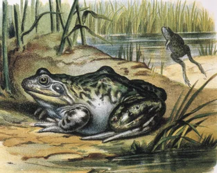 Bullfrog. Ranidae amphibian