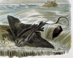Eagle Ray (Myliobatis Aguila) Engraving After a Drawing by F. Padro. Engraving