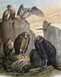 Engraving after a drawing by F. Padro
