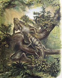Iguanas. Specie of lizard. Engraving after a drawing by a F.Padro