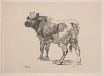 Standing Calf