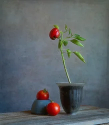 Red Pepper Still Life