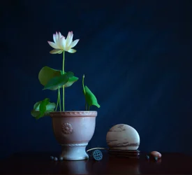 Zen Lotus Still Life