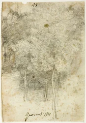 Grove of Trees