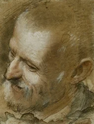 Study of the Head of a Bearded Man Turned to the Left