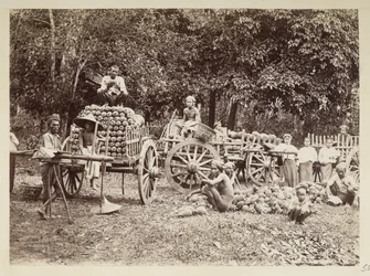 Loading harvested pineapples onto carts, Burma, Elgin Collection: 