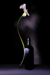 Elegant Calla Lily Still Life