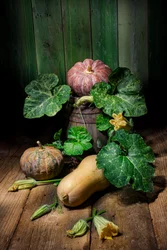 Harvest Pumpkins and Squash