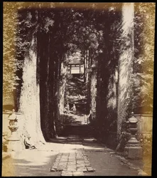Avenue of Trees leading to a Temple in Hakoni