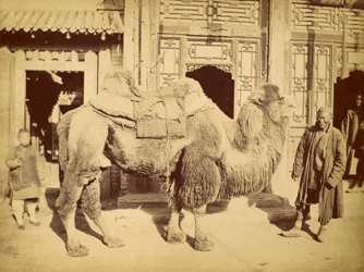 Bactrian Camel with Handler, c.1860