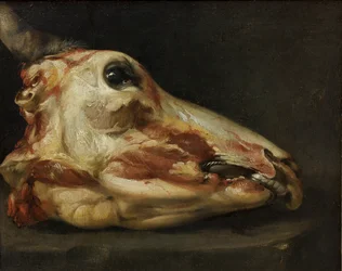 Skinned Head of a Young Bull, c.1690