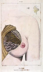 Anatomical Illustration from Dictionnaire pittoresque d
