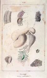 Anatomical illustration by F. E. Guerin, from Dictionnaire pittoresque d