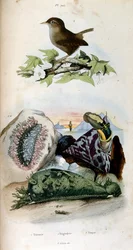 Botanical and Zoological Illustration by F. E. Guerin. From Dictionnaire Pittoresque d