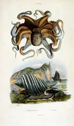 Botanical and zoological illustration from Dictionnaire pittoresque d