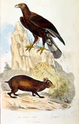 Botanical and zoological illustration from Dictionnaire pittoresque d