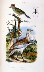 Botanical and zoological illustration from Dictionnaire pittoresque d