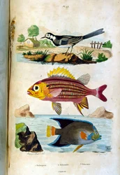 Botanical and zoological illustration from Dictionnaire pittoresque d