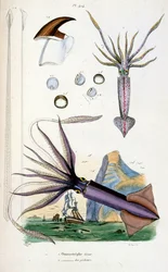 Botanical and zoological illustration from Dictionnaire pittoresque d