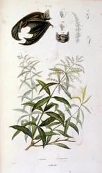 Botanical and zoological illustration from Dictionnaire pittoresque d