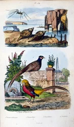 Botanical and zoological illustration from Dictionnaire pittoresque d