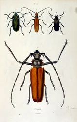 Botanical and zoological illustration from Dictionnaire pittoresque d