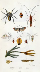 Botanical and zoological illustration from Dictionnaire pittoresque d