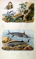 Botanical and zoological illustration from Dictionnaire pittoresque d