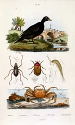 Botanical and zoological illustration from Dictionnaire pittoresque d