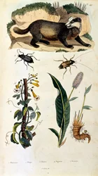 Botanical and Zoological Illustration from Dictionnaire pittoresque d