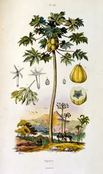 Botanical and Zoological Illustration from Dictionnaire pittoresque d