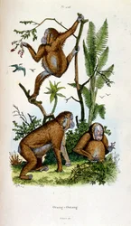 Botanical and Zoological Illustration from Dictionnaire pittoresque d