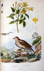 Botanical and Zoological Illustration from Dictionnaire pittoresque d