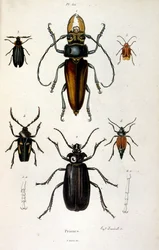 Botanical and Zoological Illustration from Dictionnaire pittoresque d