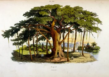 Botanical and Zoological Illustration from Dictionnaire pittoresque d