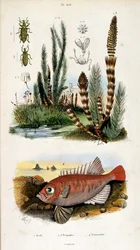 Botanical and Zoological Illustration from Dictionnaire pittoresque d