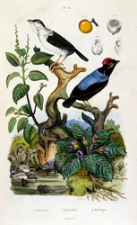 Botanical and Zoological Illustration from Dictionnaire pittoresque d