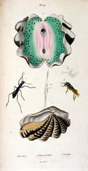 Botanical and Zoological Illustration from Dictionnaire pittoresque d