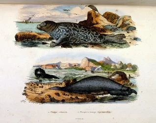 Botanical and Zoological Illustration from Dictionnaire pittoresque d