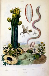 Botanical and Zoological Illustration from Dictionnaire pittoresque d