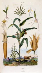 Botanical and Zoological Illustration from Dictionnaire pittoresque d
