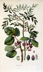 Botanical illustration from Dictionnaire pittoresque d