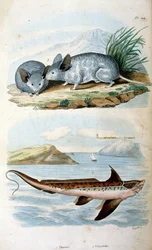 Chimaeras: The Order Chimaeriformes, Known Informally as Ghost Sharks, Rat Fish. Botanical and Zoological Illustration by F. E. Guerin. From Dictionnaire Pittoresque d