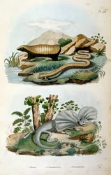 Chlamyphoridae: A Family of Cingulate Mammals