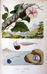 Water Snail