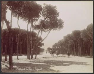 Promenade of the Pines in Beirut
