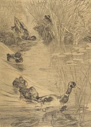 Duck Frolics