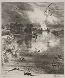Swallows